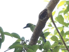 Psilopogon mystacophanos