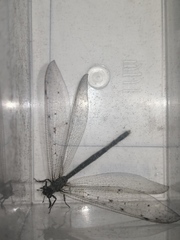 Euroleon coreanus