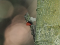 Draco blanfordii