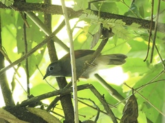 Cyanoderma erythropterum