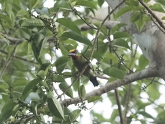 Psilopogon mystacophanos