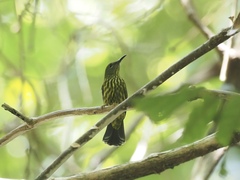 Kurochkinegramma hypogrammicum