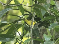 Aegithina lafresnayei