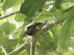 Cacomantis sonneratii