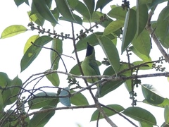 Chloropsis sonnerati