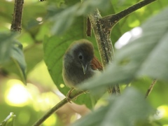 Cyanoderma erythropterum