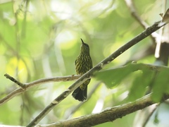 Kurochkinegramma hypogrammicum