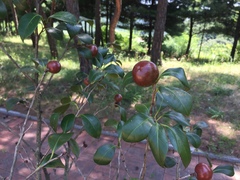 Camellia japonica