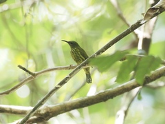 Kurochkinegramma hypogrammicum