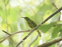 Kurochkinegramma hypogrammicum