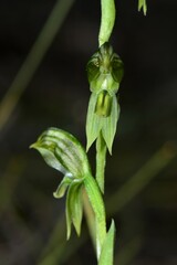 Pterostylis chlorogramma