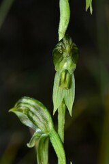 Pterostylis chlorogramma