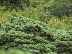 Carpodacus formosanus