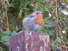 Erithacus rubecula