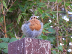 Erithacus rubecula