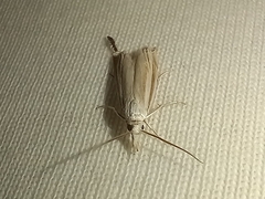 Metacrambus pallidellus