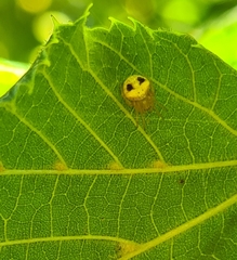 Araneus triguttatus
