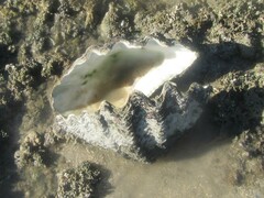 Hippopus hippopus