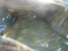 Hippopus hippopus