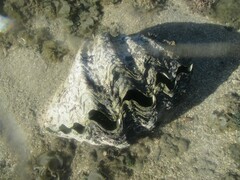 Hippopus hippopus