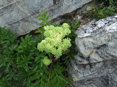 Angelica morrisonicola