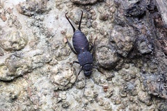 Allodahlia bispina