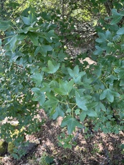 Acer monspessulanum