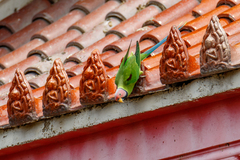 Psittacula roseata juneae