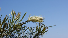 Grevillea exul
