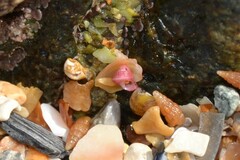 Jujubinus exasperatus