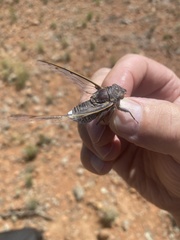 Burbunga hillieri