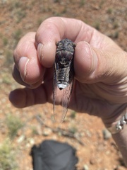 Burbunga hillieri