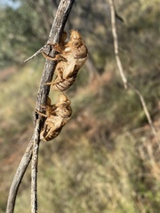 Burbunga hillieri