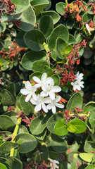 Carissa macrocarpa