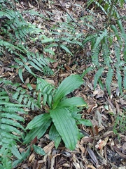 Calanthe dominyi