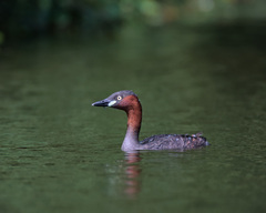 Tachybaptus ruficollis