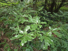 Quercus × heterophylla