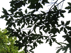 Quercus × heterophylla