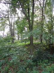 Quercus × heterophylla