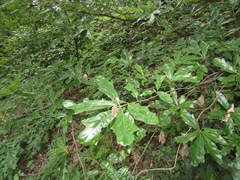Quercus × heterophylla
