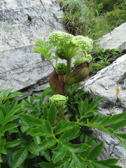 Angelica morrisonicola