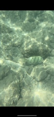 Acanthurus triostegus sandvicensis