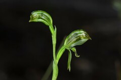 Pterostylis chlorogramma