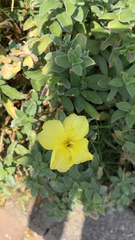 Oenothera drummondii