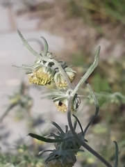 Artemisia jacutica