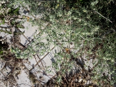 Artemisia jacutica