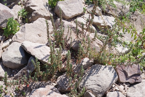 Clammy goosefoot (Dysphania pumilio)