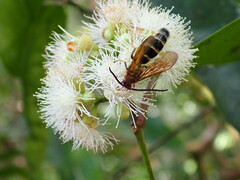 Phalerimeris phalerata