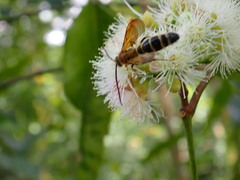 Phalerimeris phalerata