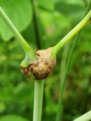 Lasioptera rubi